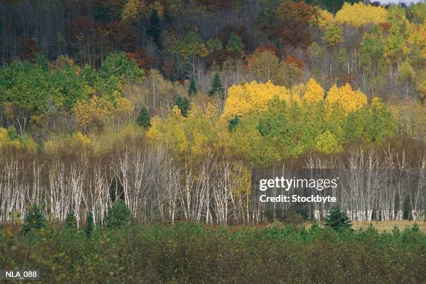 forest in autumn - pinaceae stock pictures, royalty-free photos & images