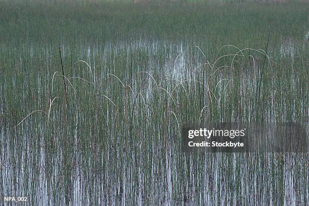 marsh - reed bed stock pictures, royalty-free photos & images