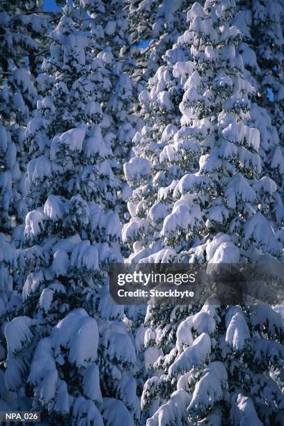 pine trees covered with snow - pinaceae stock pictures, royalty-free photos & images