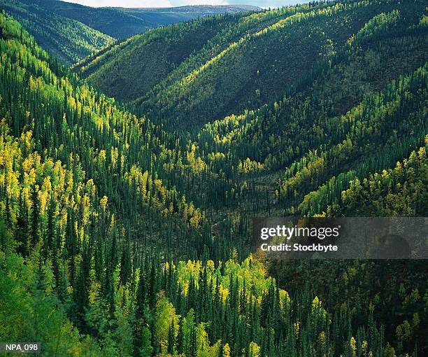 valley covered with forest - pinaceae stock pictures, royalty-free photos & images