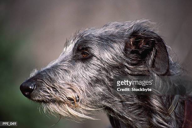 dog's head, profile - lobero irlandés fotografías e imágenes de stock