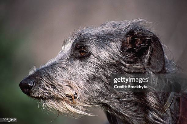 dog's head, profile - irish wolfhound foto e immagini stock