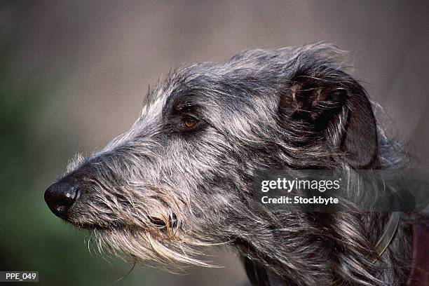 dog's head, profile - ierse wolfhond stockfoto's en -beelden