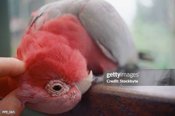 fingers stroking bird's head - bird stock-fotos und bilder