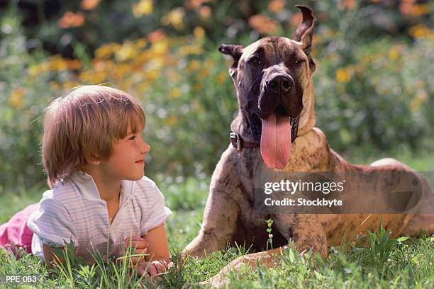 girl lying on grass beside great dane - dane foto e immagini stock