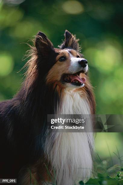 dog looking upwards, panting - langue-des-animaux photos et images de collection