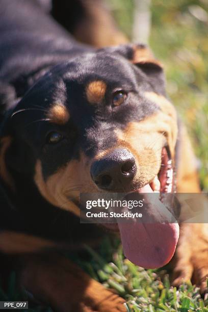 dog looking upwards, panting - djurtunga bildbanksfoton och bilder