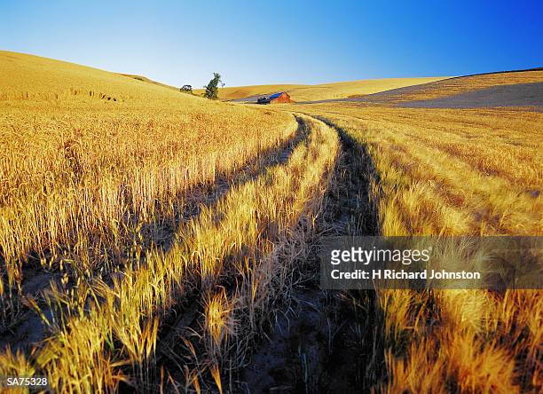 usa, washington state, palouse valley, dirt road through wheatfield - usa fotografías e imágenes de stock