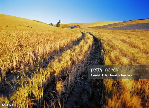 usa, washington state, palouse valley, dirt road through wheatfield - state stockfoto's en -beelden