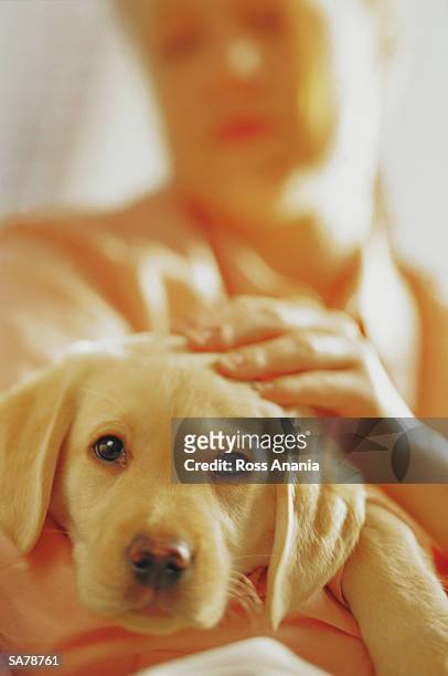 mature woman petting puppy, close-up - a ross stock pictures, royalty-free photos & images