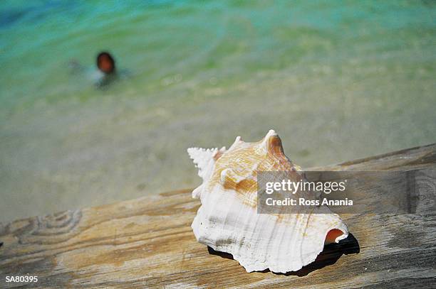 seashell on wooden surface by beach, close-up - ross stockfoto's en -beelden