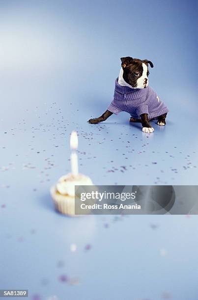 french bulldog wearing jumper and   cake with lit candle - ross stockfoto's en -beelden