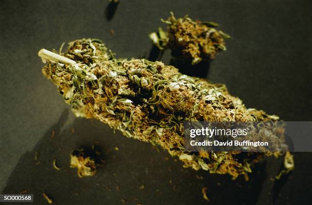 marijuana bud - bud fotografías e imágenes de stock