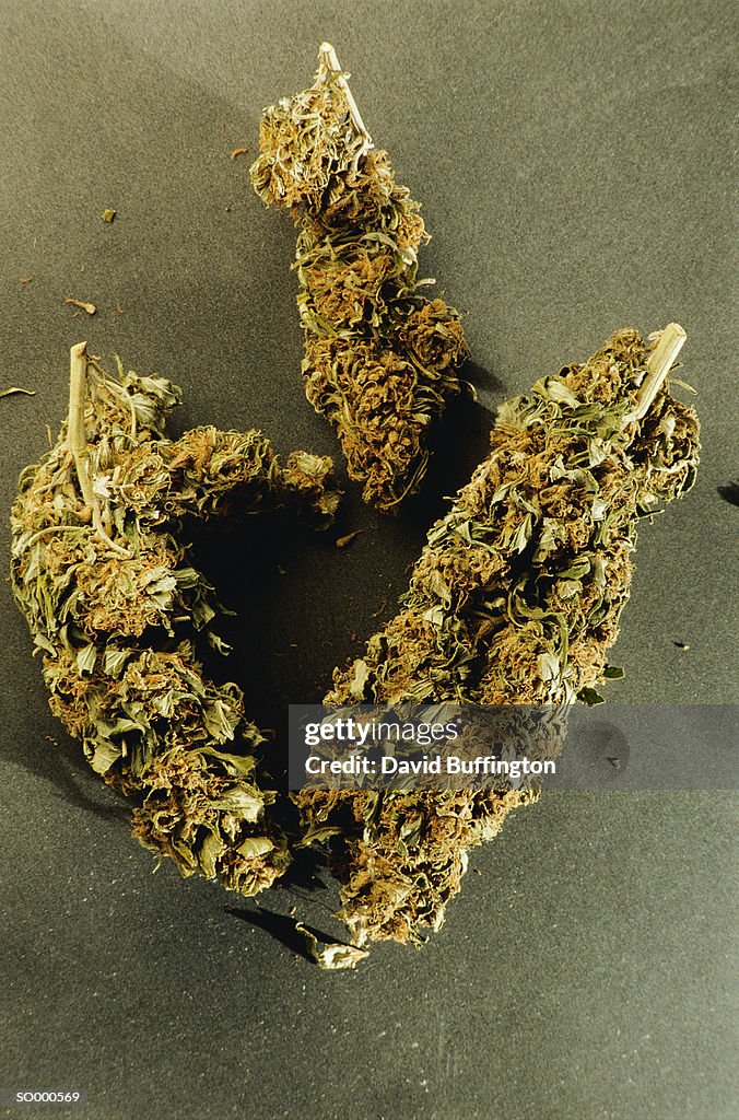 Marijuana Buds