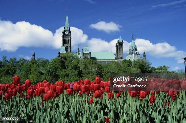 parliament buildings, ottawa, canada - temperate flower bildbanksfoton och bilder