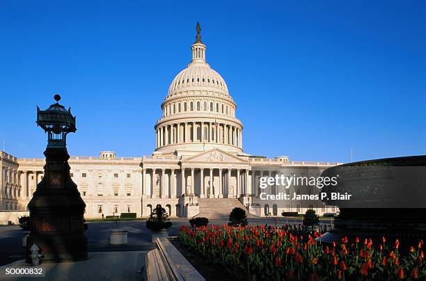 united states capitol building - lily family stock pictures, royalty-free photos & images