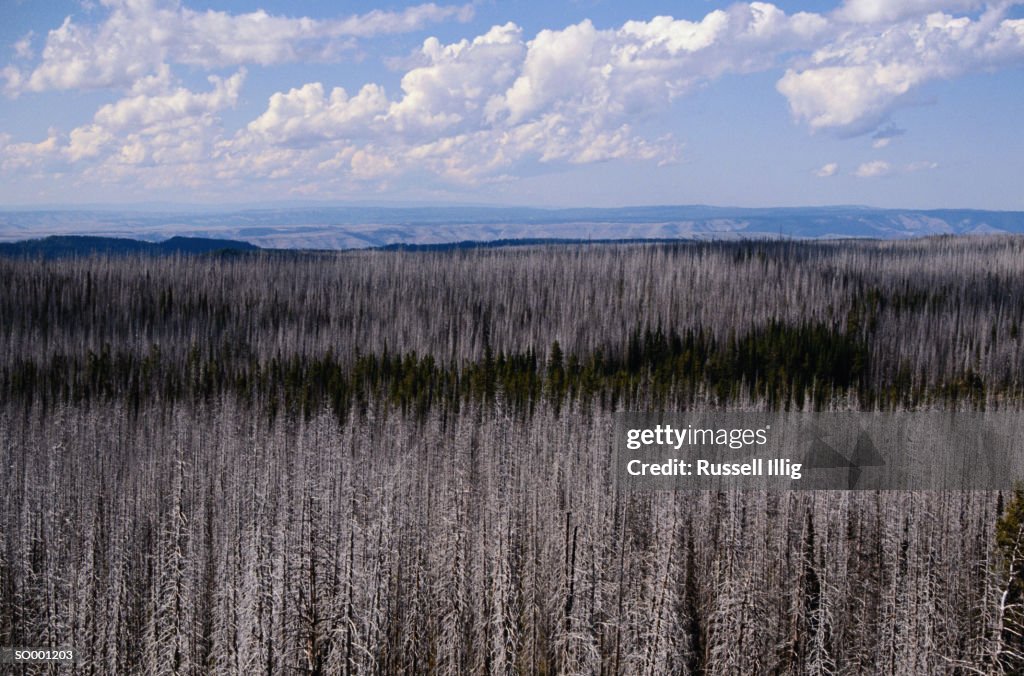 Old Forest Fire Area