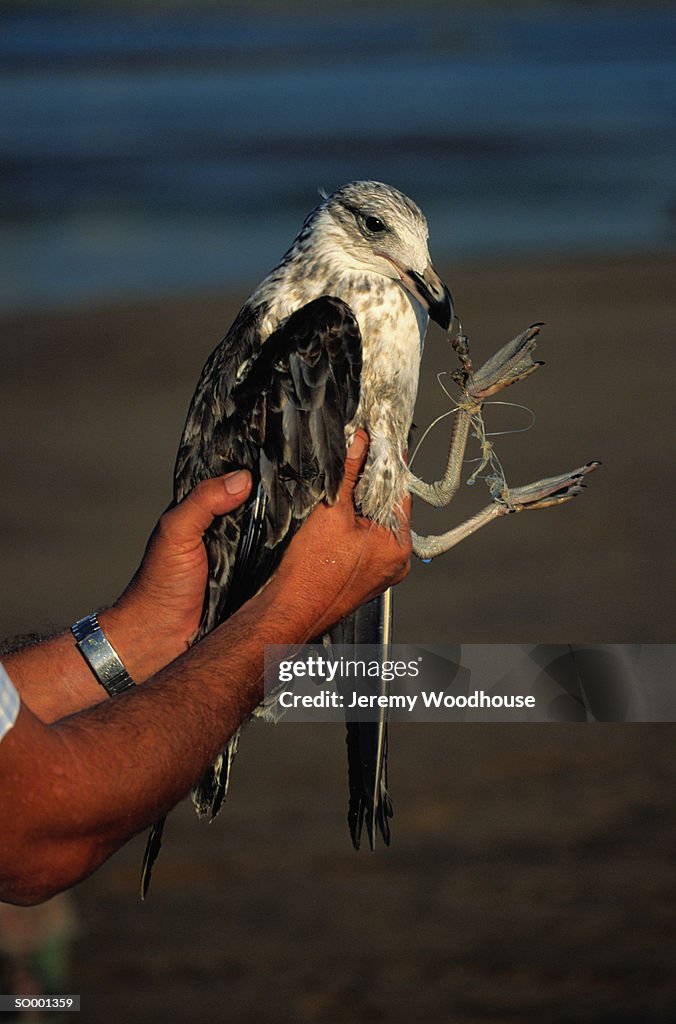 Bird Caught in Fishing Line