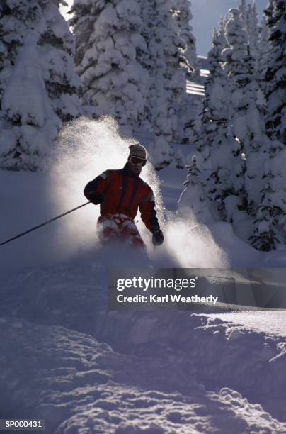 skiing in powder through trees - pinaceae stockfoto's en -beelden