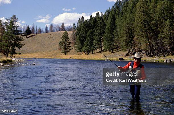 woman fly fishing in river - pinaceae stockfoto's en -beelden