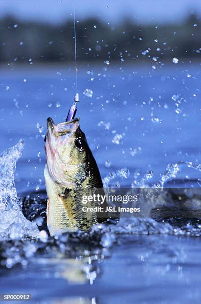 bass caught on fishing lure, close-up - abborrartade fiskar bildbanksfoton och bilder