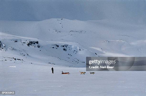 sledge team in norway - werkdier stockfoto's en -beelden