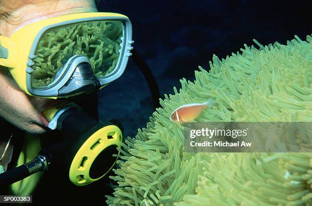 diver examining sea anemone - 硬骨魚綱 ストックフォトと画像