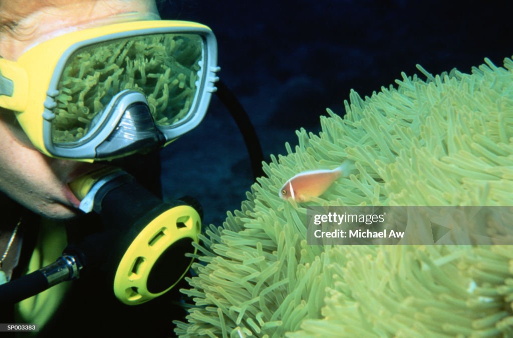 Diver Examining Sea Anemone