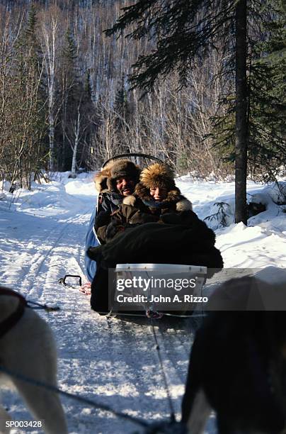dog sledding in alaska - animale da lavoro foto e immagini stock