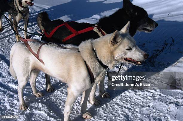 sled dogs - animale da lavoro foto e immagini stock