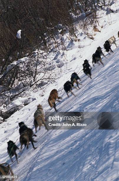 team of sled dogs - animal sport stock pictures, royalty-free photos & images