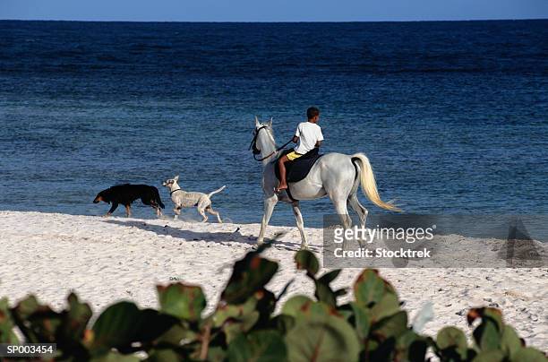 horseback on the beach - lesser antilles foto e immagini stock