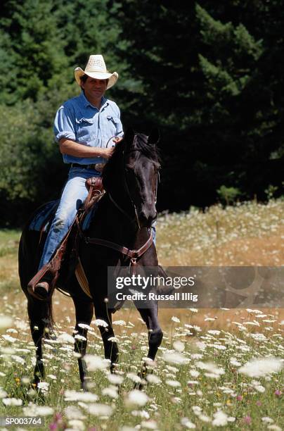 horse and rider - animale da lavoro foto e immagini stock