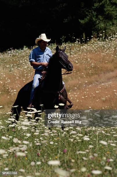 horse and rider - animale da lavoro foto e immagini stock