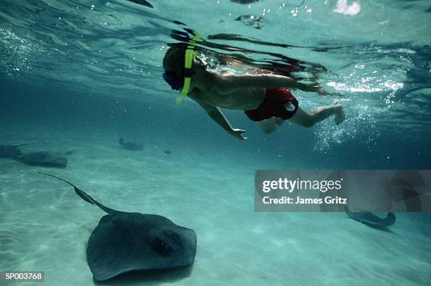 snorkeler with stingray - elasmobranch stockfoto's en -beelden