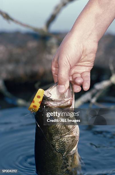 holding the catch - スズキ目 ストックフォトと画像