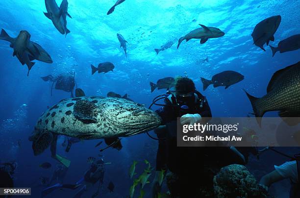 potato cod with scuba diver - black cod stock-fotos und bilder