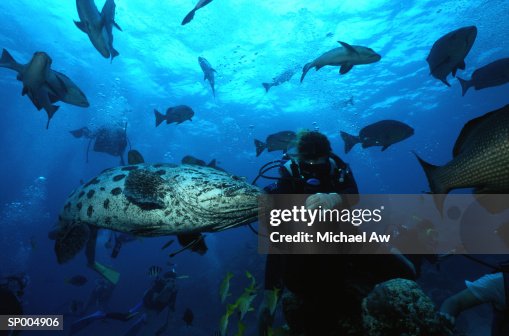 Potato Cod with Scuba Diver Potato Cod with Scuba Diver