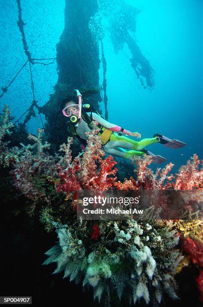 woman scuba diving - indo pacific ocean stock pictures, royalty-free photos & images