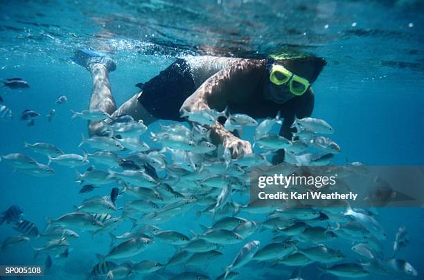 man snorkeling - karl stock pictures, royalty-free photos & images