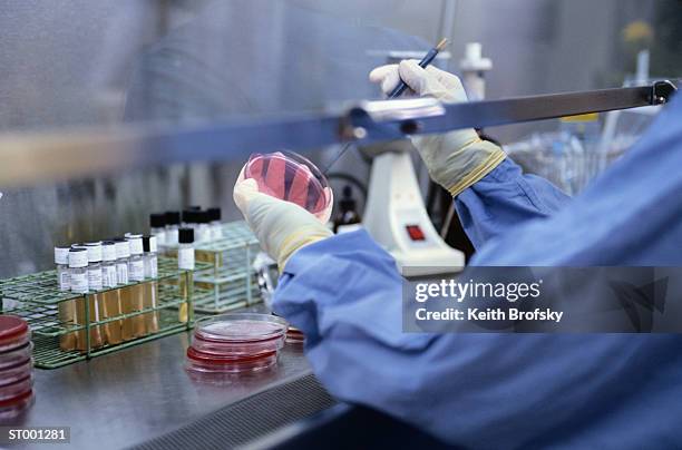 specimen in petri dish - reageerbuisrek stockfoto's en -beelden