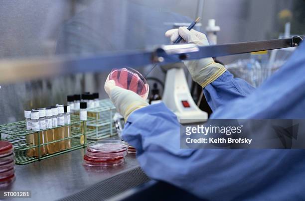 specimen in petri dish - test tube rack stock pictures, royalty-free photos & images