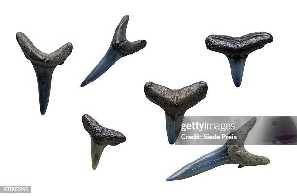 fossilized shark teeth - elasmobranch stockfoto's en -beelden