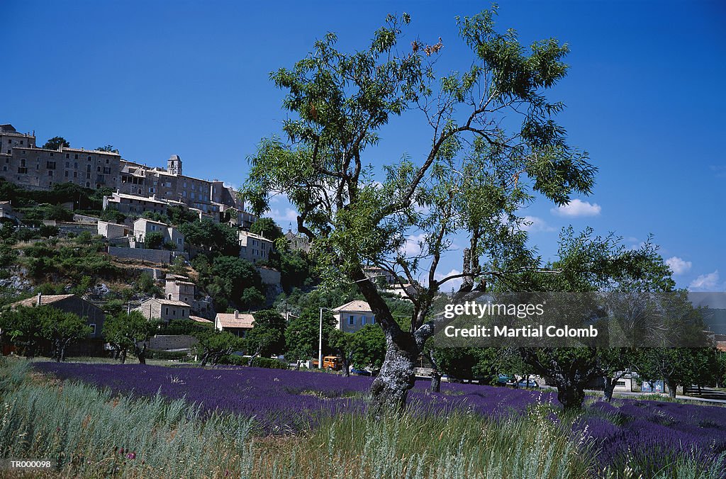 Purple Field and Village