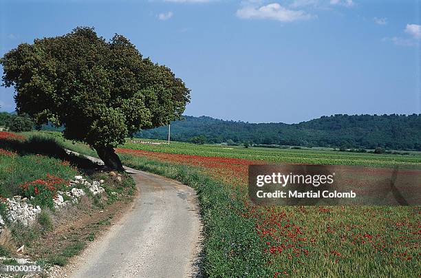 road and tree - ranunculales stock pictures, royalty-free photos & images