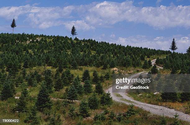 road in nova scotia - pinaceae stockfoto's en -beelden