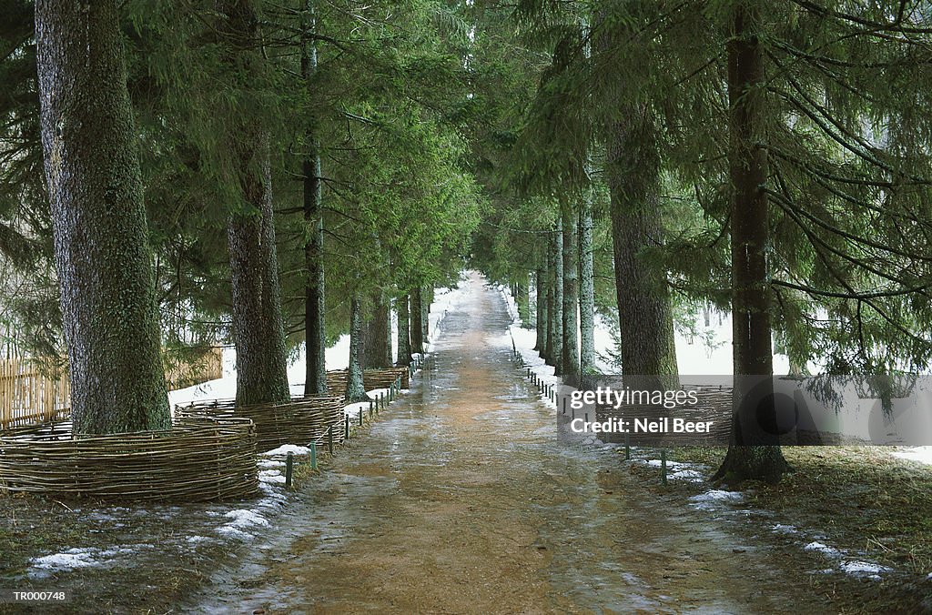 Road through Snowy Pines