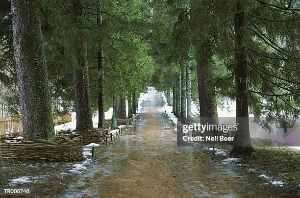 road through snowy pines - pinaceae stock pictures, royalty-free photos & images