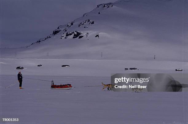 dogsledding in norway - working animals ストックフォトと画像