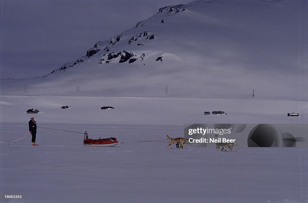 Dogsledding in Norway